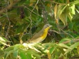 A photograph of the species Icteria virens, not of this specimen