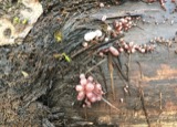 A photograph of the species Ascocoryne cylichnium, not of this specimen