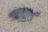 A photograph of the species Paralichthys oblongus, not of this specimen