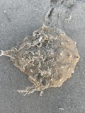 A photograph of the species Libinia emarginata, not of this specimen