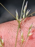 A photograph of the species Agrostis scabra, not of this specimen