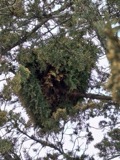 A photograph of the species Gymnosporangium nidus-avis, not of this specimen