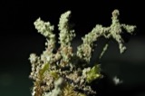 A photograph of the species Cladonia squamosa, not of this specimen