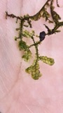 A photograph of the species Porella pinnata, not of this specimen