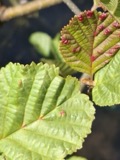 A photograph of the species Eriophyes laevis, not of this specimen