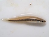 A photograph of the species Fundulus notatus, not of this specimen