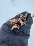 A photograph of the species Iris versicolor, not of this specimen