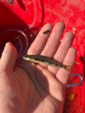 A photograph of the species Percina maculata, not of this specimen