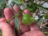 A photograph of the species Physalis longifolia, not of this specimen