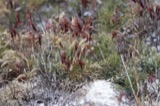 A photograph of the species Diphasiastrum tristachyum, not of this specimen