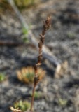 A photograph of the species Drosera filiformis, not of this specimen