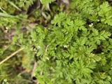 A photograph of the species Chaerophyllum procumbens, not of this specimen