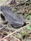 A photograph of the species Pseudacris triseriata, not of this specimen
