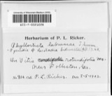A photograph of the species Laestadia bidwellii, not of this specimen