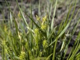 A photograph of the species Carex cryptolepis, not of this specimen