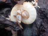 A photograph of the species Spirula spirula, not of this specimen