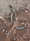 A photograph of the species Diadophis punctatus, not of this specimen
