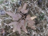 A photograph of the species Botrychium dissectum, not of this specimen