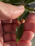 A photograph of the species Euura Newman, not of this specimen