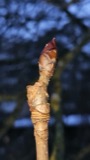 A photograph of the species Aesculus hippocastanum, not of this specimen