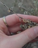 A photograph of the species Puccinia chrysanthemi, not of this specimen