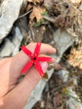 A photograph of the species Silene virginica, not of this specimen