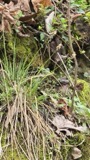 A photograph of the species Carex albicans, not of this specimen