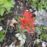 A photograph of the species Castilleja coccinea, not of this specimen