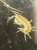 A photograph of the species Gammarus mucronatus, not of this specimen