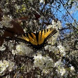 A photograph of the species Papilio glaucus, not of this specimen
