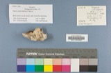 A photograph of the species Polyporus caesius, not of this specimen