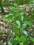 A photograph of the species Aureolaria virginica, not of this specimen
