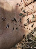 A photograph of the species Poa cuspidata, not of this specimen