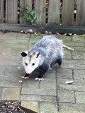 A photograph of the species Didelphis virginiana, not of this specimen