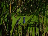 A photograph of the species Pontederia cordata, not of this specimen