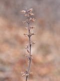 A photograph of the species Hedeoma pulegioides, not of this specimen
