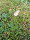 A photograph of the species Malva moschata, not of this specimen