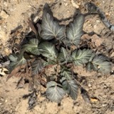 A photograph of the species Geum canadense, not of this specimen