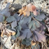 A photograph of the species Aquilegia canadensis, not of this specimen