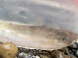 A photograph of the species Catostomus commersonnii, not of this specimen
