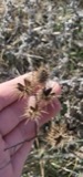 A photograph of the species Solanum rostratum, not of this specimen