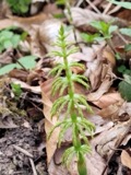 A photograph of the species Equisetum sylvaticum, not of this specimen