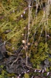 A photograph of the species Menyanthes trifoliata, not of this specimen