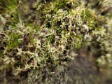 A photograph of the species Bilimbia sabuletorum, not of this specimen