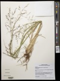 A photograph of the species Panicum rigidulum, not of this specimen