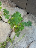 A photograph of the species Oxalis stricta, not of this specimen