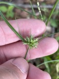 A photograph of the species Cyperus lupulinus, not of this specimen