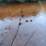 A photograph of the species Juncus articulatus, not of this specimen