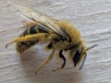 A photograph of the species Andrena helianthi, not of this specimen