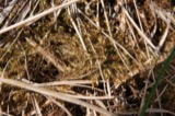 A photograph of the species Warnstorfia fluitans, not of this specimen
